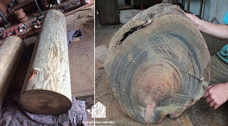 Sàn gỗ Bách Xanh Nam Mỹ - Sàn gỗ tự nhiên Bách Nguyên