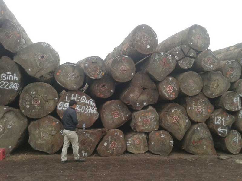 đặc điểm của gỗ Lim Nam Phi