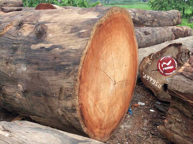 Phân loại gỗ Lim Nam Phi