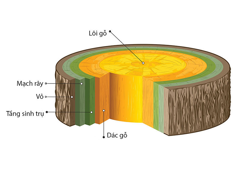Gỗ dác và gỗ lõi là gì? Loại gỗ nào tốt để làm đồ nội thất?