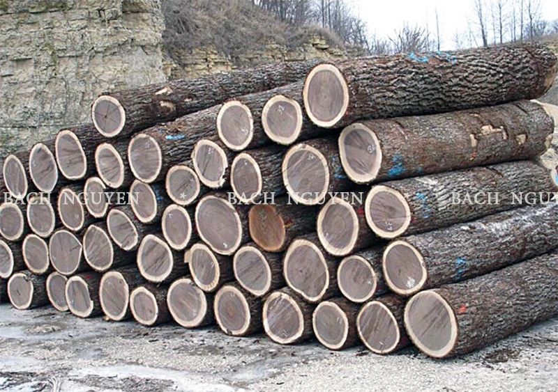 gỗ bắc mỹ